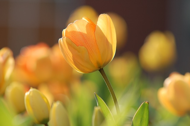 Festival canadien des tulipes